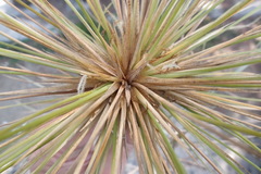 Spinifex littoreus
