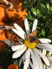 Lycaena phlaeas hypophlaeas