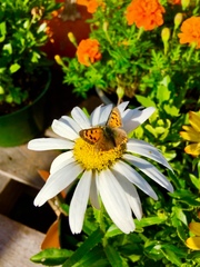 Lycaena phlaeas hypophlaeas