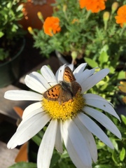 Lycaena phlaeas hypophlaeas