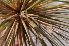 Spinifex littoreus