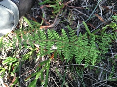 Cheilanthes hirta nemorosa