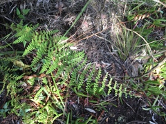 Cheilanthes hirta nemorosa