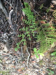 Cheilanthes hirta nemorosa