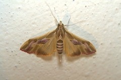 Agathodes ostentalis