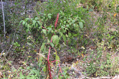 Phytolacca americana rigida