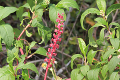Phytolacca americana rigida