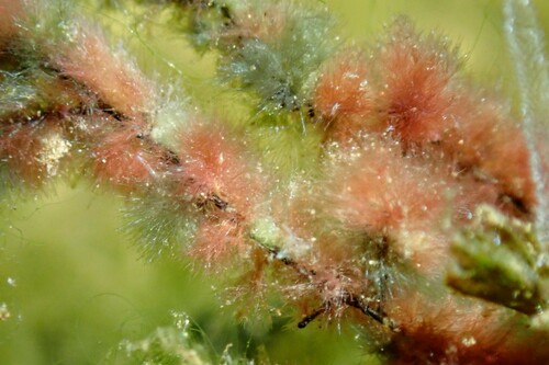 Audouinella hermannii
