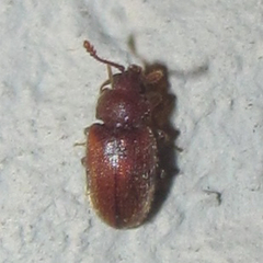 Cryptophagidae
