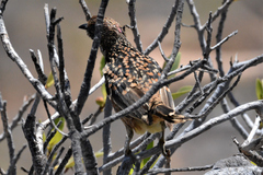 Chlamydera guttata