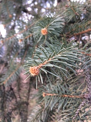 Picea