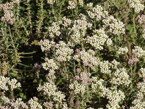 Image of Helichrysum rosum by (c) Shaun Swanepoel, some rights reserved (CC BY)