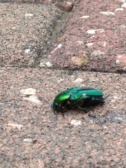 Protaetia cuprea ignicollis