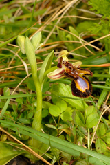 Ophrys speculum