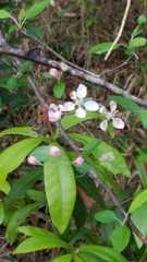 Prunus umbellata