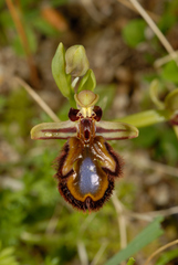 Ophrys speculum