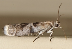 Actrix nyssaecolella