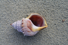 Struthiolaria papulosa