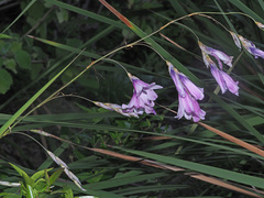 Dierama pendulum