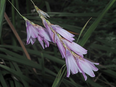 Dierama pendulum