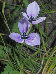 Moraea gigandra