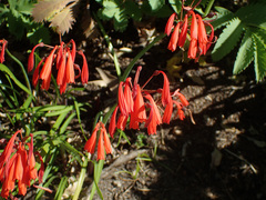 Cyrtanthus brachyscyphus