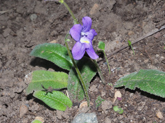 Streptocarpus aylae