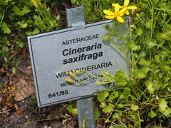 Cineraria saxifraga