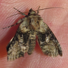 Abrostola microvalis