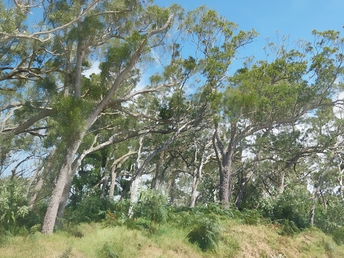 Image of Acacia heterophylla by (c) Catherine Faber, some rights reserved (CC BY)