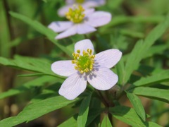 Anemonoides caerulea