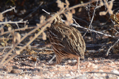 Coturnix pectoralis