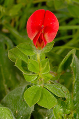 Lotus tetragonolobus