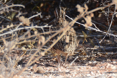 Coturnix pectoralis