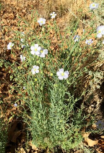 iNaturalist observation 2016-03-17