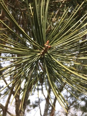 Pinus bungeana