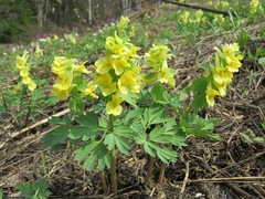Corydalis bracteata