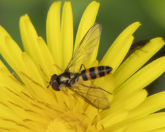 Meliscaeva cinctella image