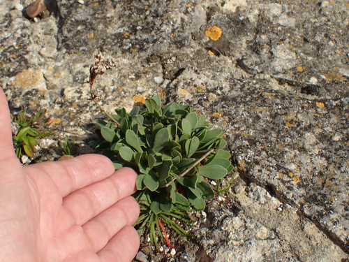 Image of Limonium procerum by no rights reserved