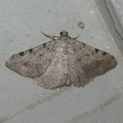 Digrammia pallidata
