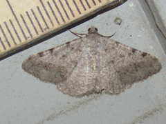 Digrammia pallidata