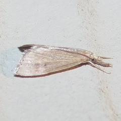 Eoreuma densellus