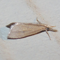 Eoreuma densellus
