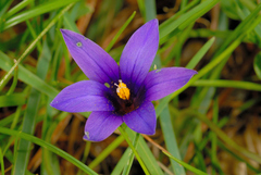 Romulea linaresii