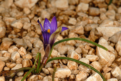 Romulea linaresii