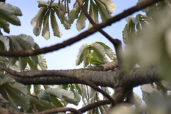 Forpus xanthopterygius