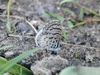 Leptotes cassius cassius - Photo (c) José Luis Barberán, some rights reserved (CC BY-NC), uploaded by José Luis Barberán