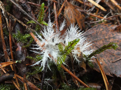 Pterula subulata