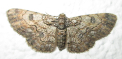 Orbamia octomaculata