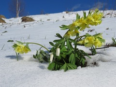 Corydalis bracteata